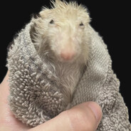 Ser Percyval