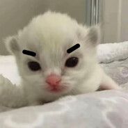 傻逼骗子有种你再盗一