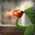 Kermit_the_gorf
