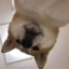 骑猪看夕阳