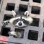 OsRaccoon