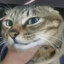 做贼猫虚