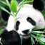 Pandziulekkk