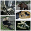 RandomAnimalsWithGuns