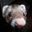 jeff the weasel