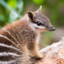 Numbat