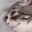 clem
