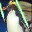 IntergalacticTuxedoKillerPenguin