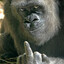 Gorilla Grips