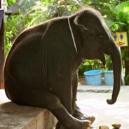 TİMURUN AZGIN FİLİ