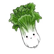 Bok Choy Cabbage
