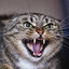 MEOW