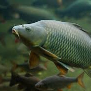 Carp