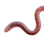 The Worm