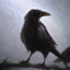 Crow
