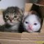 A  Box of Kittens
