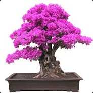 bo_n_sai