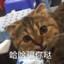 我的猫猫叫大福