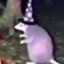 Rat Magic