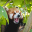 RedPanda