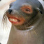 LaFocaMotherFoca