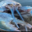 Blue Lobter