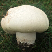 Fentanyl Connoisseur