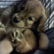 evil puppy