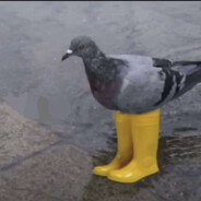 kevin