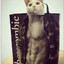 Muscle Cat