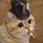 Top-Hat Cat