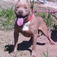 panadero