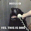 Hello! Yes, this is dog....