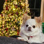 Wilfred