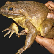 Big ass frog in a pond