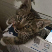 小猫？