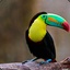 Toucan