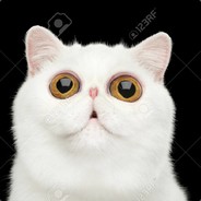 Bot Kevin