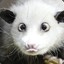 Opossum_Oli
