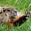 Wind Woodchuck