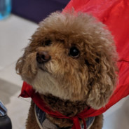 死狗阿福不會喝醉