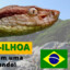Brasilianische Lanzenotter