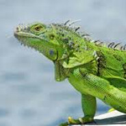 Iguana