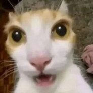 狼人饼干可爱王