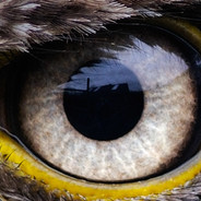 EagleEyEs