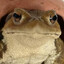 King Croak