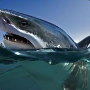 Zak Shark