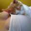 tette gatto