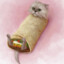 Burrritocat