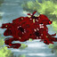 CARRION DOGGY
